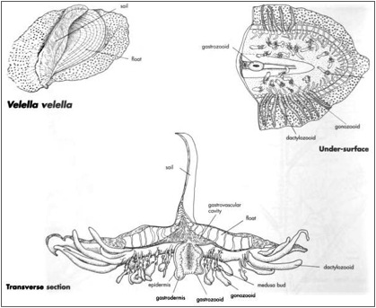 figure image